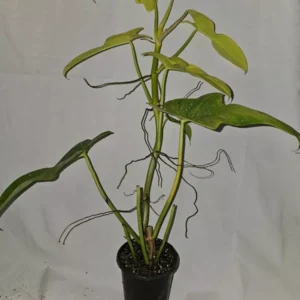 Golden Violin Philodendron Bipennifolium Aurea - 15-18” Live Plant - 4” Pot
