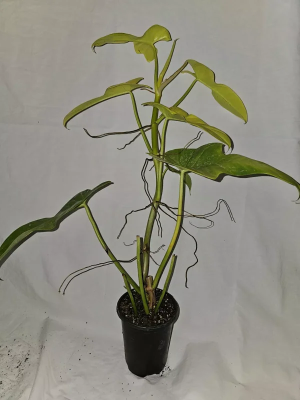 Golden Violin Philodendron Bipennifolium Aurea - 15-18” Live Plant - 4” Pot