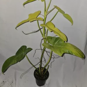 Golden Violin Philodendron Bipennifolium Aurea - 15-18” Live Plant - 4” Pot