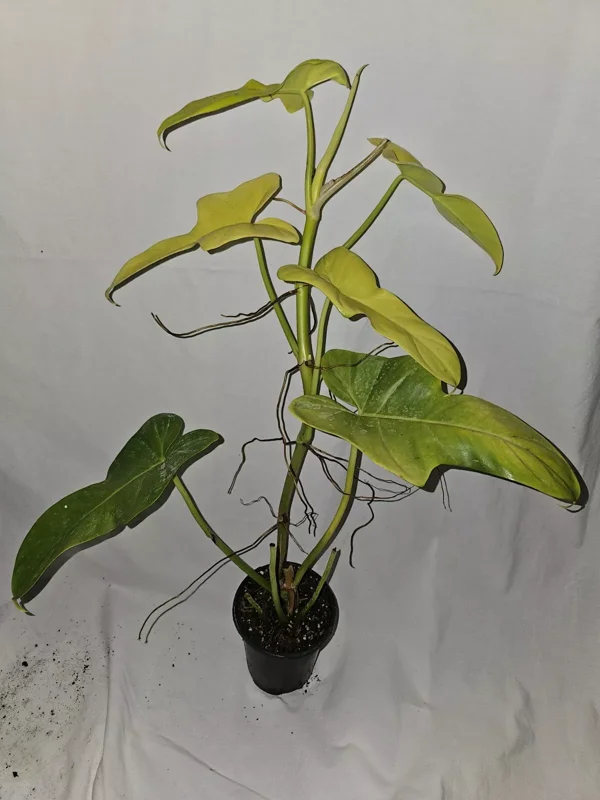Golden Violin Philodendron Bipennifolium Aurea - 15-18” Live Plant - 4” Pot