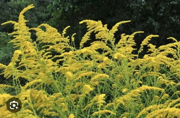 Goldenrod Plants Bare Roots 5 Pack – Solidago Nemoralis Monarch Pollinator