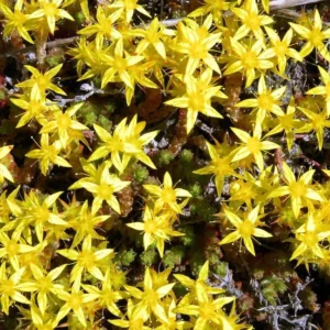 Goldmoss Sedum Stonecrop - 3.7