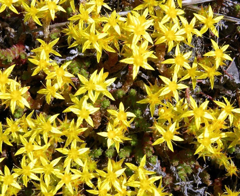 Goldmoss Sedum Stonecrop - 3.7" Pot - Drought-Tolerant Succulent