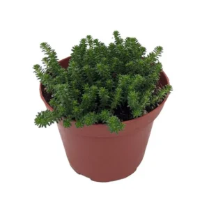 Goldmoss Sedum Stonecrop - 3.7
