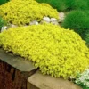 Goldmoss Sedum Stonecrop Succulent – 2.5 Inch Pot – Hardy Perennial Plant