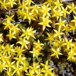 Goldmoss Sedum Stonecrop Succulent – 2.5 Inch Pot – Hardy Perennial Plant