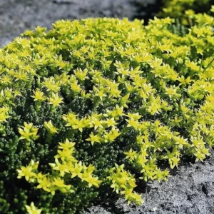 Goldmoss Sedum Stonecrop Succulent – 2.5 Inch Pot – Hardy Perennial Plant
