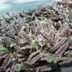 Gothic Black Fairy Fern Leptinella - 2.5" Pot - Terrarium and Houseplant