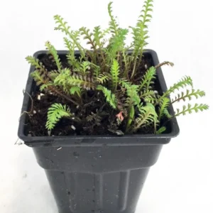 Gothic Black Fairy Fern Leptinella - 2.5