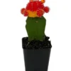 Grafted Moon Cactus – 2.5" Pot – Red & Yellow Succulent Plant for Indoor Décor