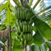 Gran Nain Banana Tree - 1 TC Plant Plug - 3-6 inch Edible Banana Plant