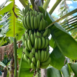 Gran Nain Banana Tree - 1 TC Plant Plug - 3-6 inch Edible Banana Plant