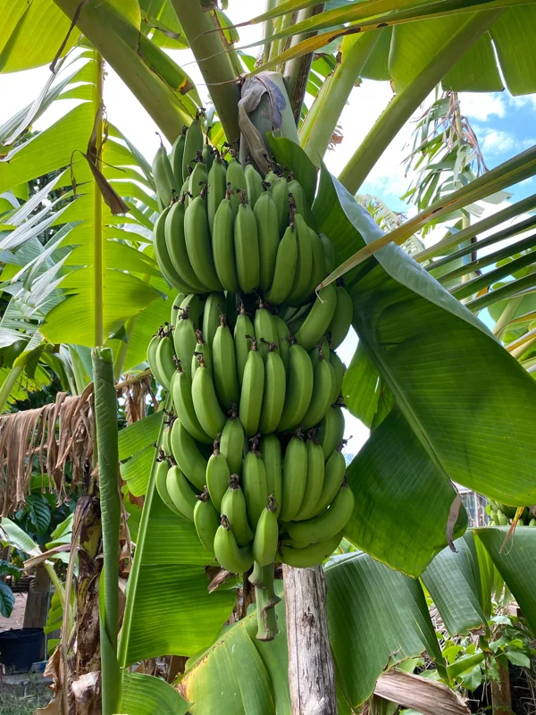 Gran Nain Banana Tree - 1 TC Plant Plug - 3-6 inch Edible Banana Plant