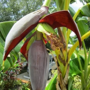 Gran Nain Banana Tree - 1 TC Plant Plug - 3-6 inch Edible Banana Plant
