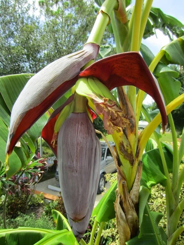 Gran Nain Banana Tree - 1 TC Plant Plug - 3-6 inch Edible Banana Plant