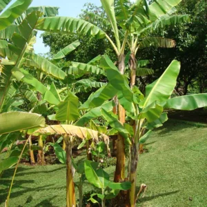 Gran Nain Banana Tree - 1 TC Plant Plug - 3-6 inch Edible Banana Plant