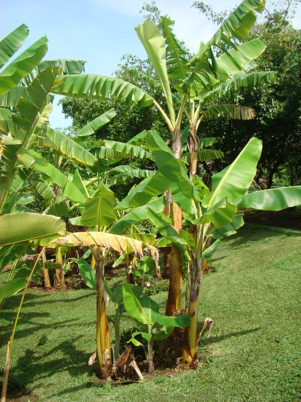 Gran Nain Banana Tree - 1 TC Plant Plug - 3-6 inch Edible Banana Plant