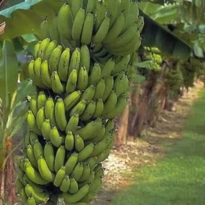 Gran Nain Banana Tree - 1 TC Plant Plug - 3-6 inch Edible Banana Plant