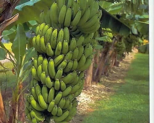 Gran Nain Banana Tree - 1 TC Plant Plug - 3-6 inch Edible Banana Plant