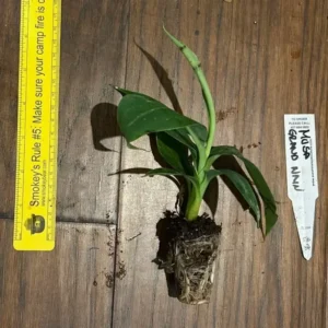 Gran Nain Banana Tree - 1 TC Plant Plug - 3-6 inch Edible Banana Plant