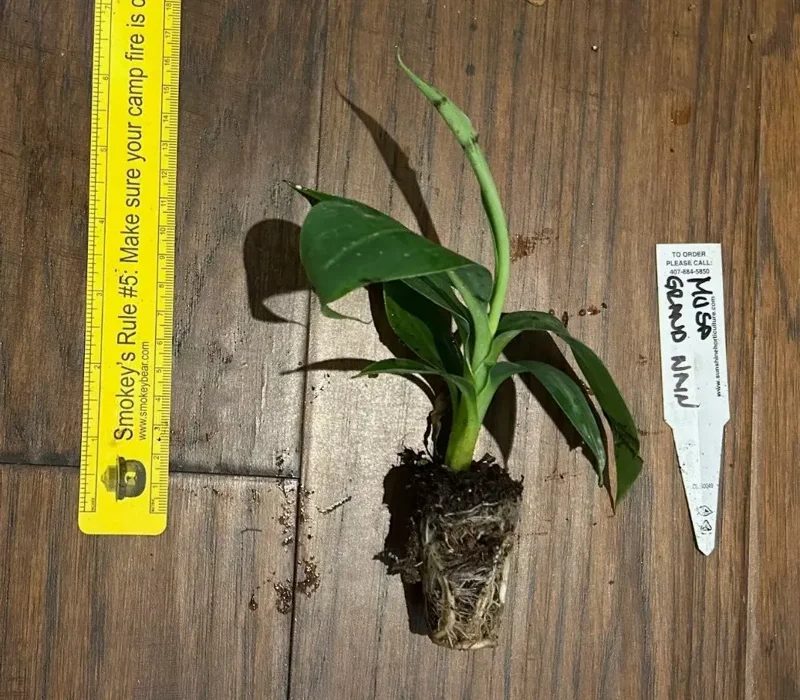 Gran Nain Banana Tree - 1 TC Plant Plug - 3-6 inch Edible Banana Plant