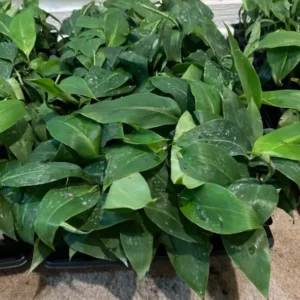Gran Nain Banana Tree - 1 TC Plant Plug - 3-6 inch Edible Banana Plant