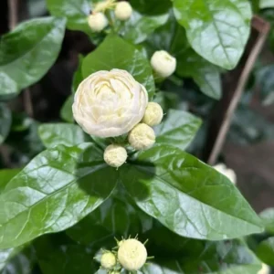 Grand Duke Jasmine Plant - White Double Flowers Jasmine Bush - 10-14 Inch - Half Gallon Pot