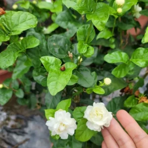 Grand Duke Jasmine Plant - White Double Flowers Jasmine Bush - 10-14 Inch - Half Gallon Pot