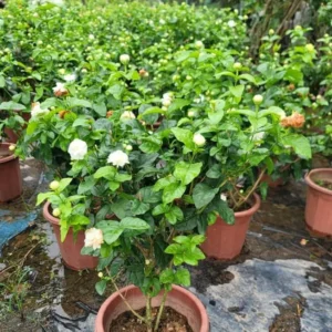 Grand Duke Jasmine Plant - White Double Flowers Jasmine Bush - 10-14 Inch - Half Gallon Pot