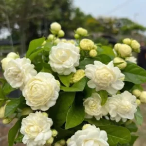 Grand Duke Jasmine Plant - White Double Flowers Jasmine Bush - 10-14 Inch - Half Gallon Pot