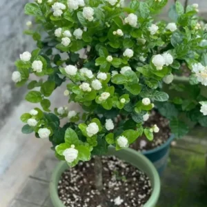Grand Duke Jasmine Plant - White Double Flowers Jasmine Bush - 10-14 Inch - Half Gallon Pot