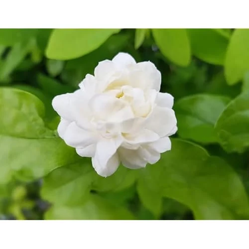 Grand Duke of Tuscany Jasmine - 2 Live Plants - 7-10 Inch Tall- Double Blooms