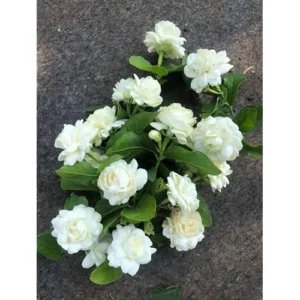 Grand Duke of Tuscany Jasmine - 2 Live Plants - 7-10 Inch Tall- Double Blooms