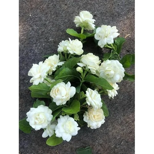 Grand Duke of Tuscany Jasmine - 2 Live Plants - 7-10 Inch Tall- Double Blooms