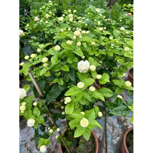 Grand Duke of Tuscany Jasmine - 2 Live Plants - 7-10 Inch Tall- Double Blooms