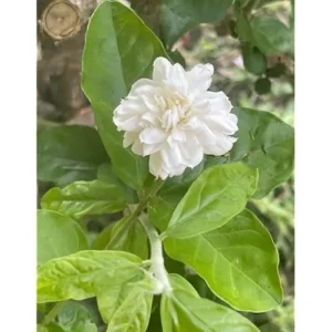 Grand Duke of Tuscany Jasmine - 2 Live Plants - 7-10 Inch Tall- Double Blooms