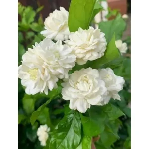 Grand Duke of Tuscany Jasmine - 2 Live Plants - 7-10 Inch Tall- Double Blooms