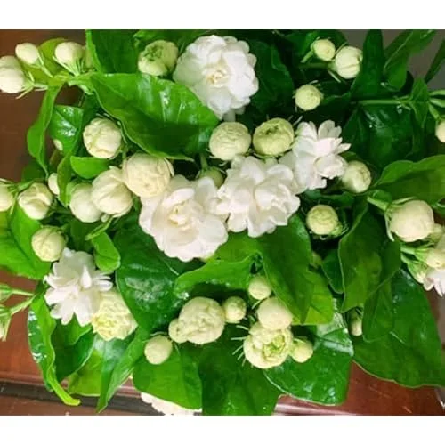 Grand Duke of Tuscany Jasmine - Live Double Jasmine Plants - 2 to 5 Inches - White Blooming