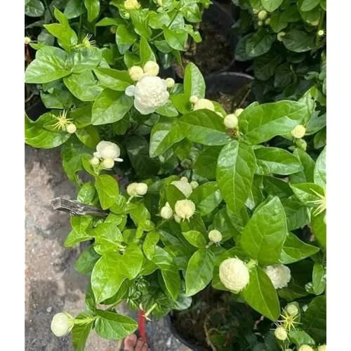 Grand Duke of Tuscany Jasmine - Live Double Jasmine Plants - 2 to 5 Inches - White Blooming
