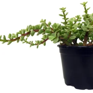 Grand Jade Plant - Midstripe Elephant Food - 4