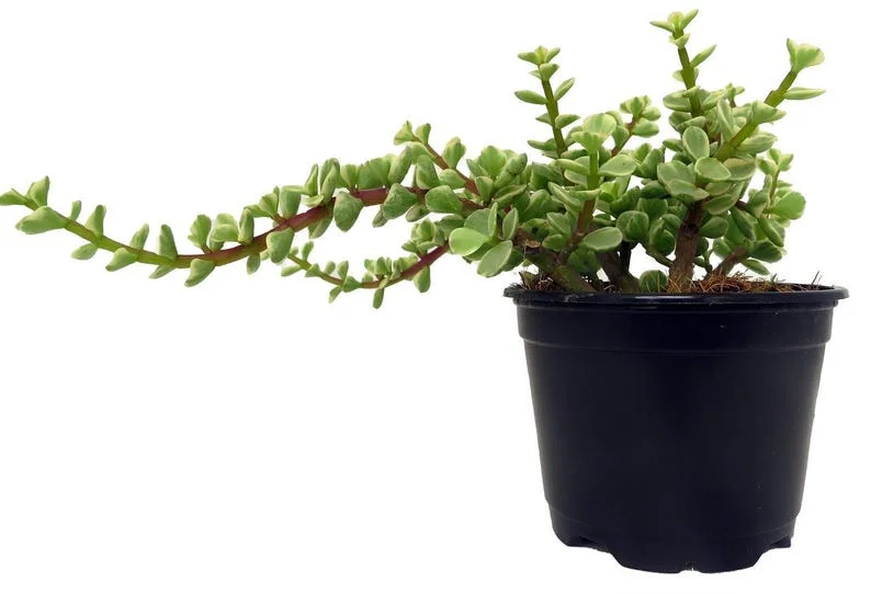 Grand Jade Plant - Midstripe Elephant Food - 4" Pot Succulent