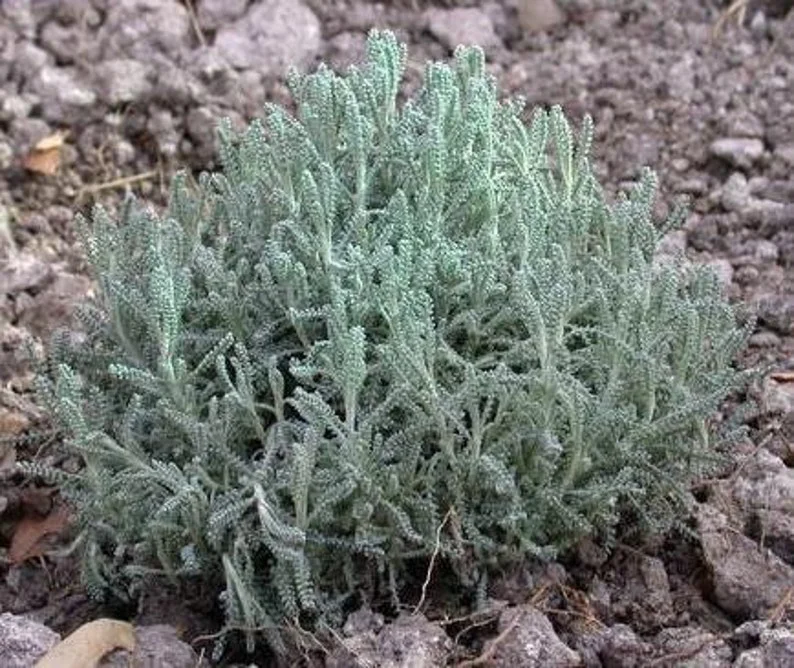 Gray Santolina 1 Gal Live Plant – Lavender-Cotton, Yellow Flowers, Aromatic Shrub