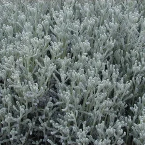 Gray Santolina 1 Gal Live Plant – Lavender-Cotton, Yellow Flowers, Aromatic Shrub