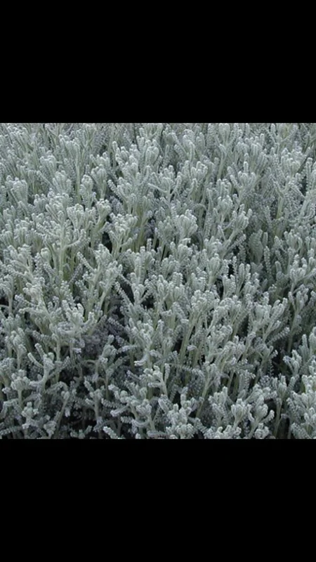 Gray Santolina 1 Gal Live Plant – Lavender-Cotton, Yellow Flowers, Aromatic Shrub