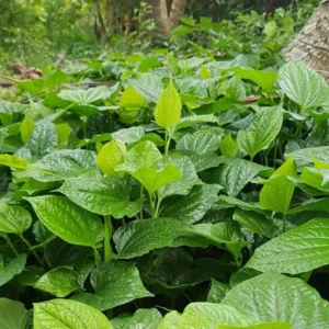 Green Betel Leaf Plants - 4 Live Piper Betel Lalot Lolot Plants Piper Sarmentosum Plants 8-12 Inch Tall