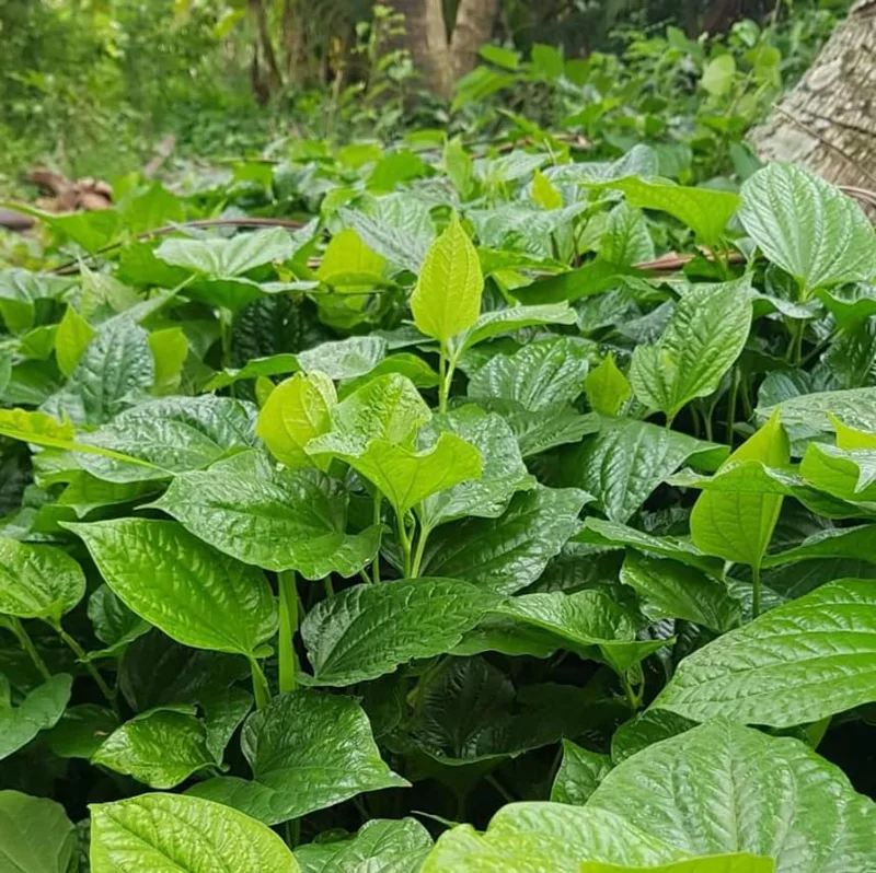 Green Betel Leaf Plants - 4 Live Piper Betel Lalot Lolot Plants Piper Sarmentosum Plants 8-12 Inch Tall
