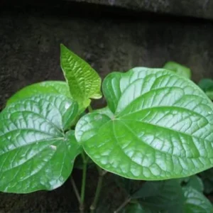 Green Betel Leaf Plants - 4 Live Piper Betel Lalot Lolot Plants Piper Sarmentosum Plants 8-12 Inch Tall