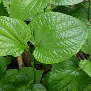 Green Betel Leaf Plants - 4 Live Piper Betel Lalot Lolot Plants Piper Sarmentosum Plants 8-12 Inch Tall