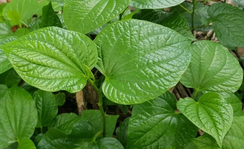 Green Betel Leaf Plants - 4 Live Piper Betel Lalot Lolot Plants Piper Sarmentosum Plants 8-12 Inch Tall