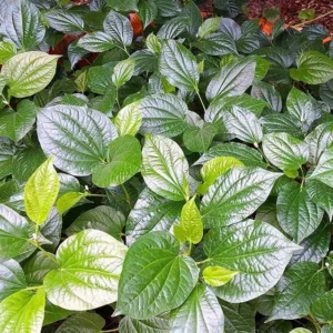 Green Betel Leaf Plants - 4 Live Piper Betel Lalot Lolot Plants Piper Sarmentosum Plants 8-12 Inch Tall